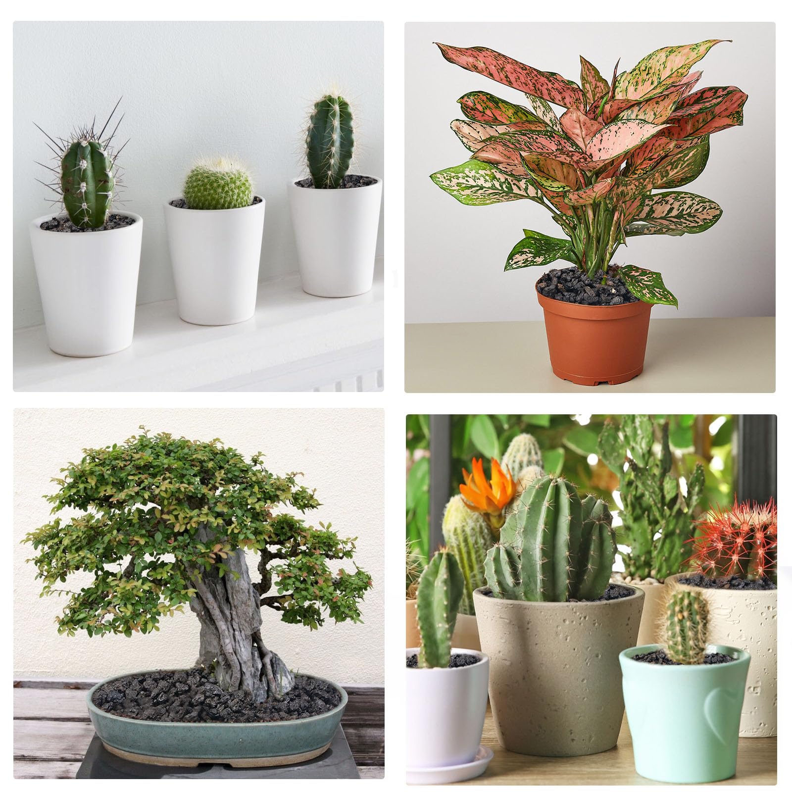 Pulovin lava rocks improve drainage and airflow in containers