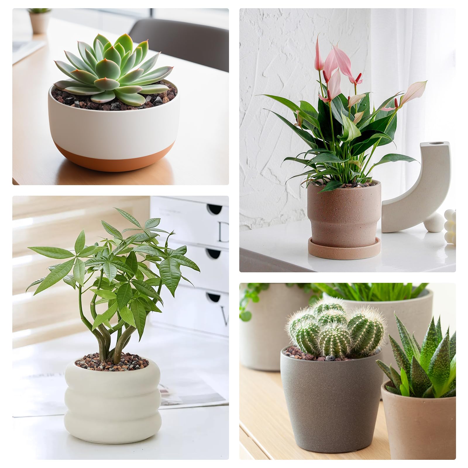 Pulovin lava rocks natural texture suits terrariums and succulent displays.