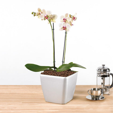 Pulovin LECA hydroponics setup provides structural support in water culture systems.