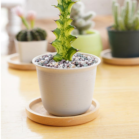 Pulovin pea gravel provides drainage for potted plants and protects soil.