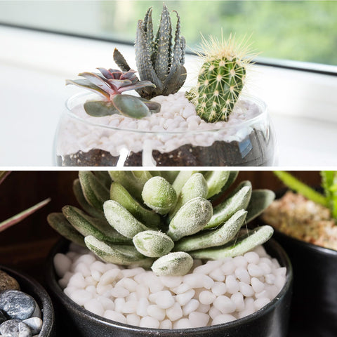 Pulovin white pebbles vase display delivers effortless styling in jars
