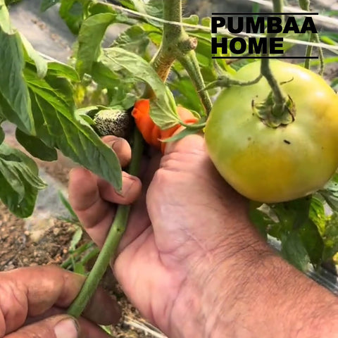 PUMBAA HOME complete 12-piece harvest kit ready for garden tasks