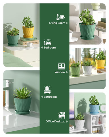 Pure Whimsy colorful collection six colors for indoor gardens