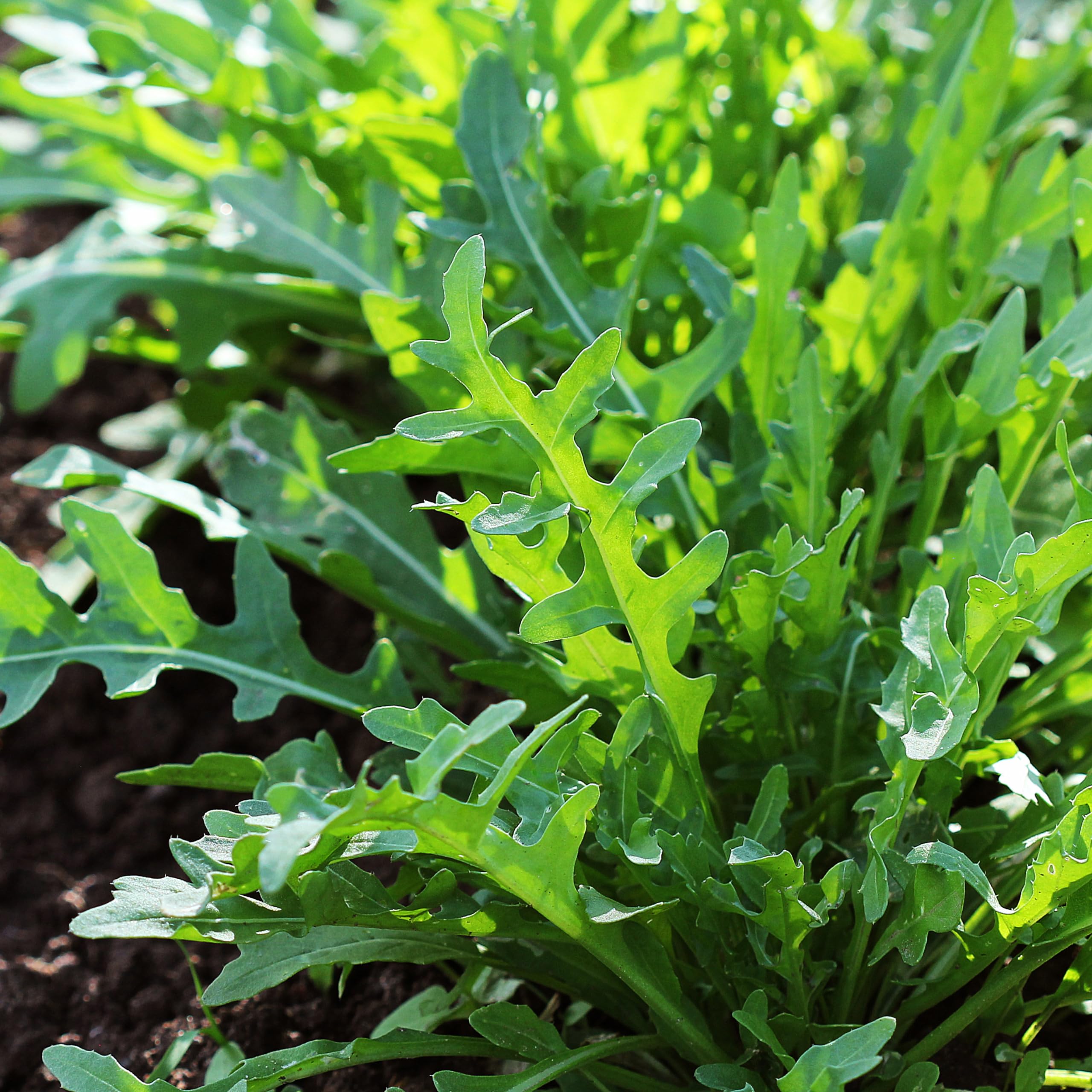 Freshly harvested Purely Organic Arugula leaves ideal for sandwiches and salads.