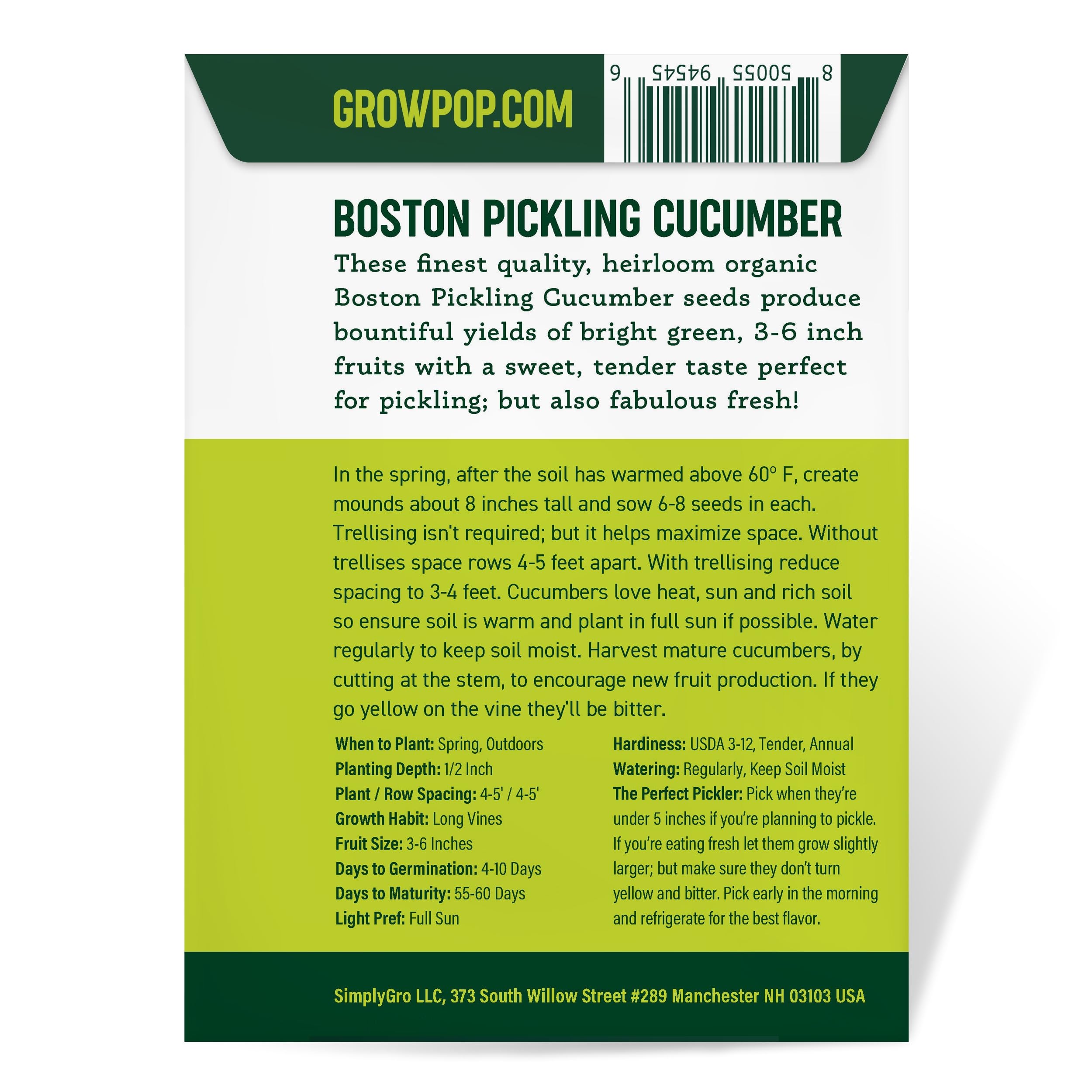 Cucumbers on the vine reach 3-6 inches, ideal harvest size.