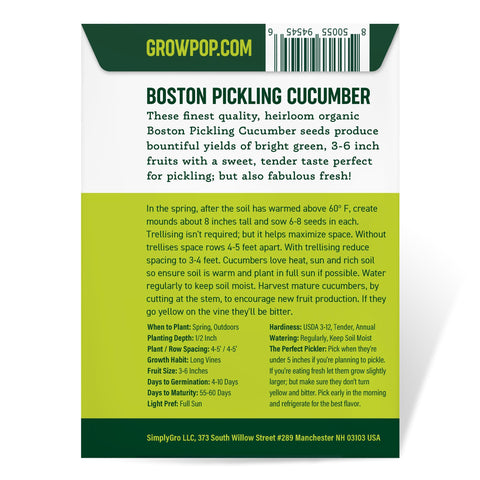 Cucumbers on the vine reach 3-6 inches, ideal harvest size.