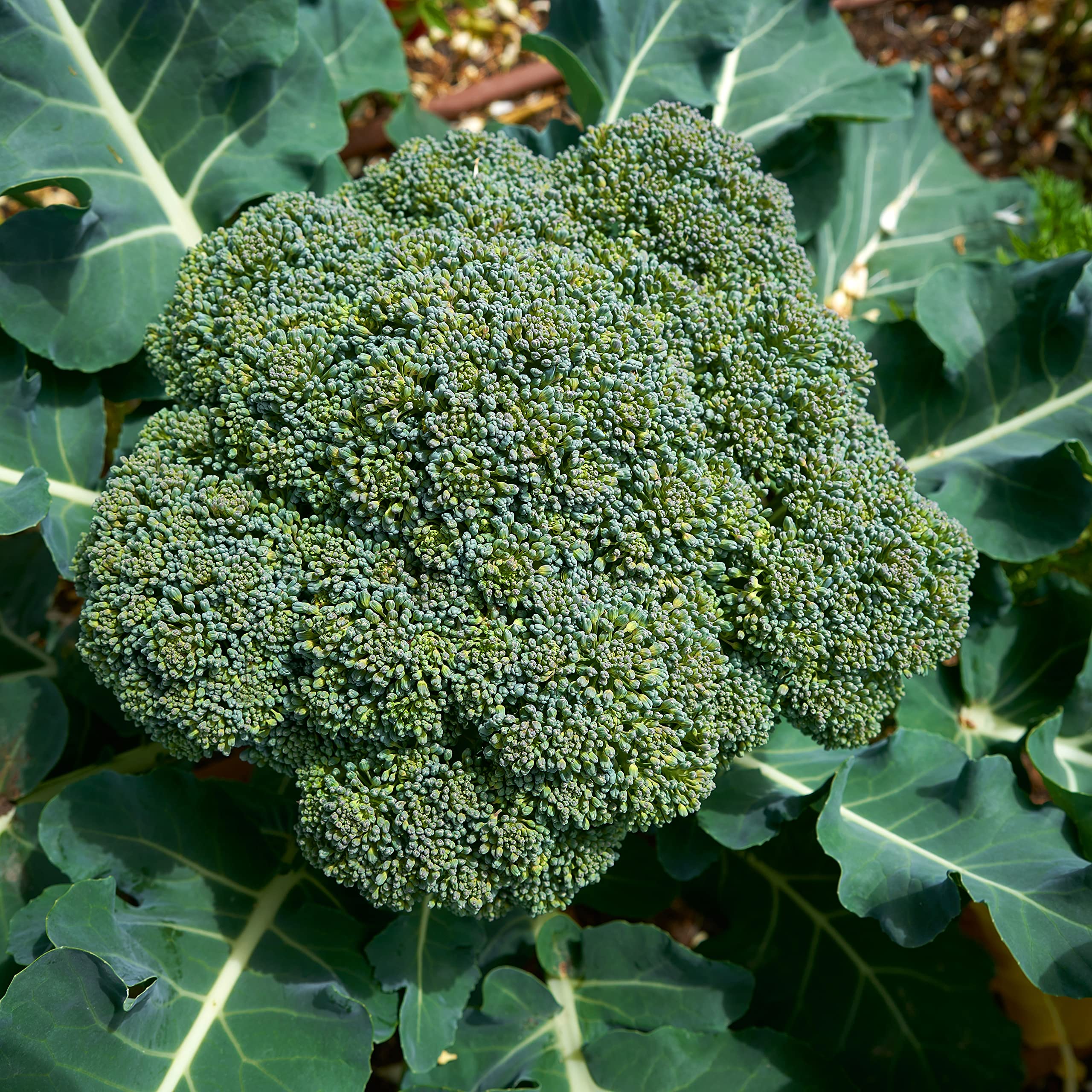 Purely Organic broccoli seeds Waltham 29 organic packaging preserves freshness for storage