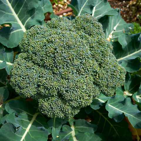 Purely Organic broccoli seeds Waltham 29 organic packaging preserves freshness for storage