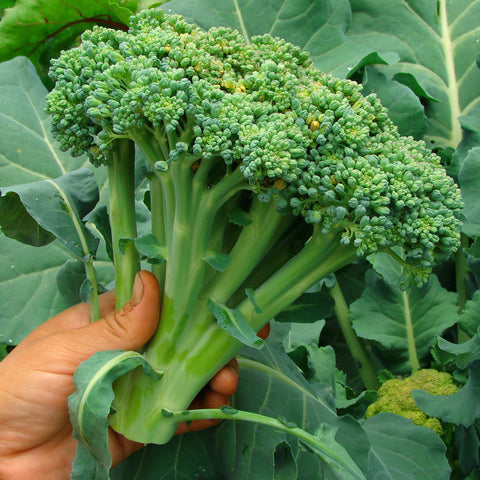 Purely Organic broccoli seeds Waltham 29 seed count highlights abundant harvest potential for your plot
