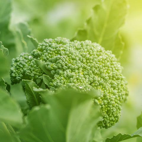 Purely Organic broccoli seeds Waltham 29 USA origin badge emphasizes domestic sourcing