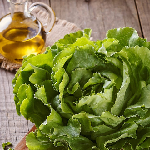 Purely Organic garden harvest—bulk outer leaves from Buttercrunch lettuce.