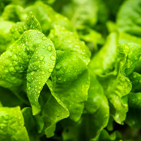 Purely Organic Buttercrunch lettuce head—mild, buttery leaves ready for salads.
