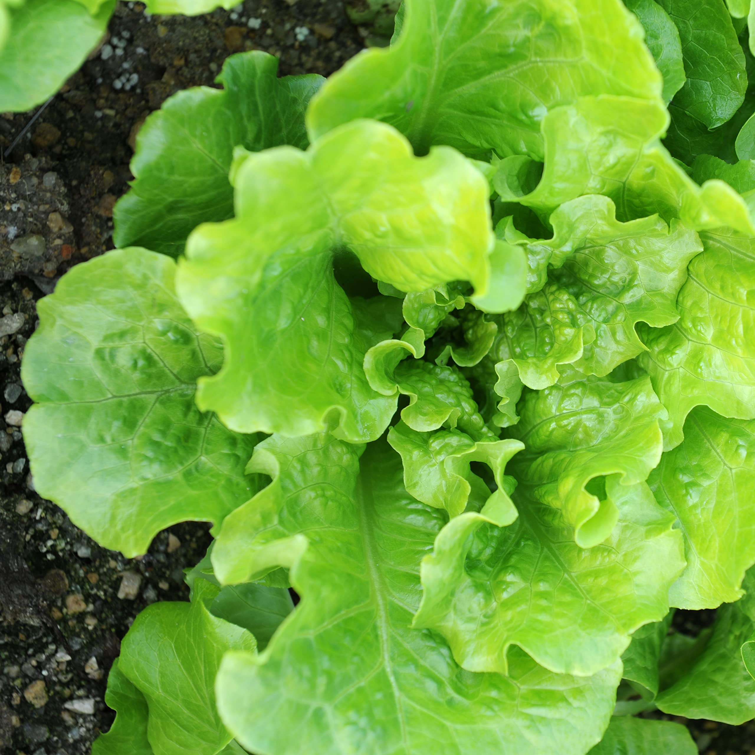 Purely Organic Buttercrunch seeds closeup—non-GMO and open-pollinated.