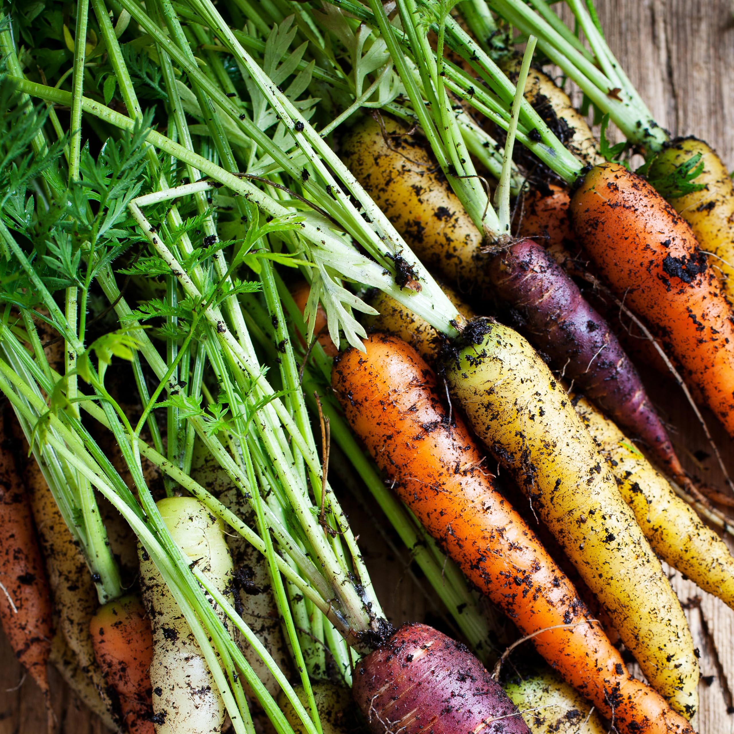 Purely Organic Rainbow Carrot Seeds mature carrots ready for harvest with color variety.
