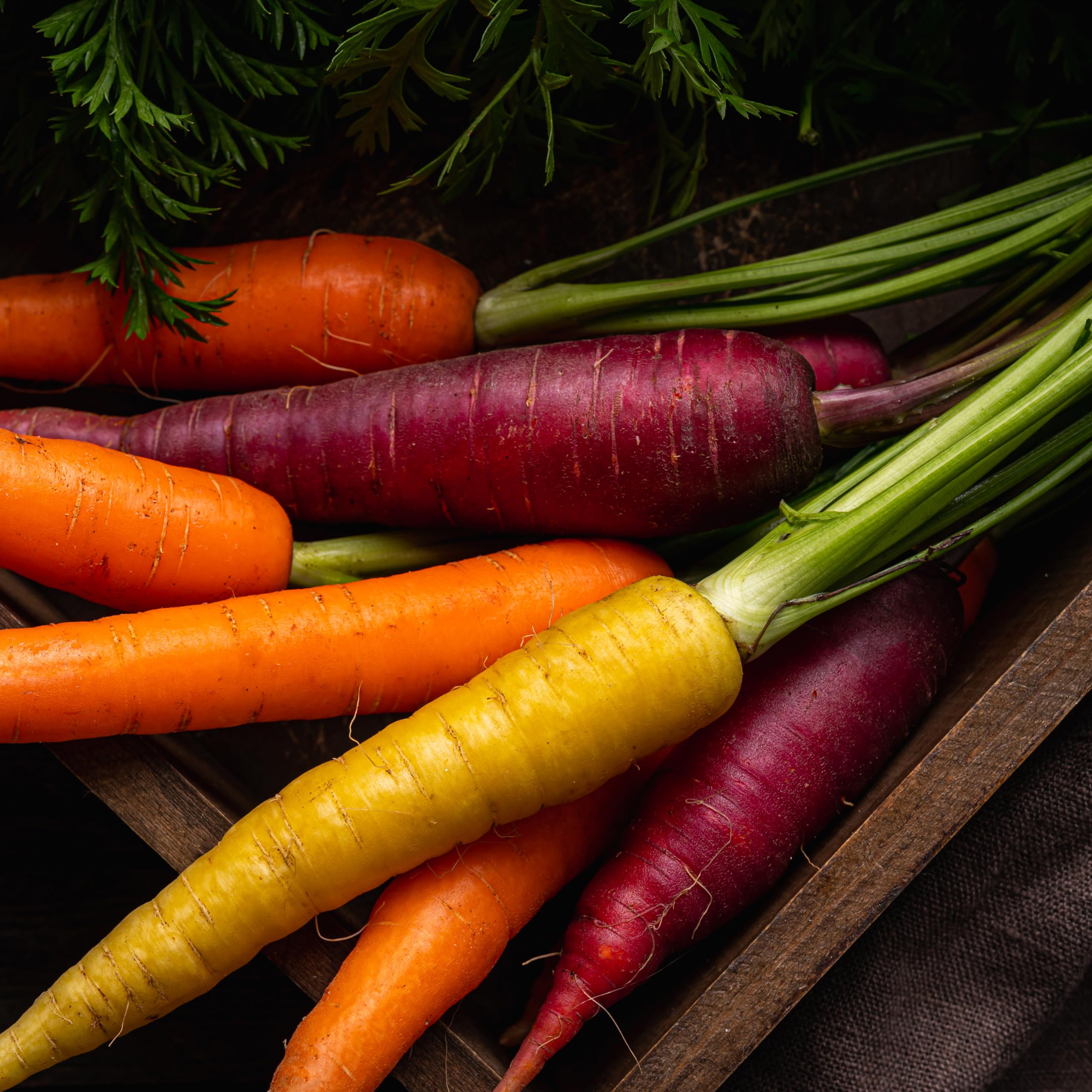 Purely Organic Rainbow Carrot Seeds closeup showcases varied colors ideal for flavorful salads.