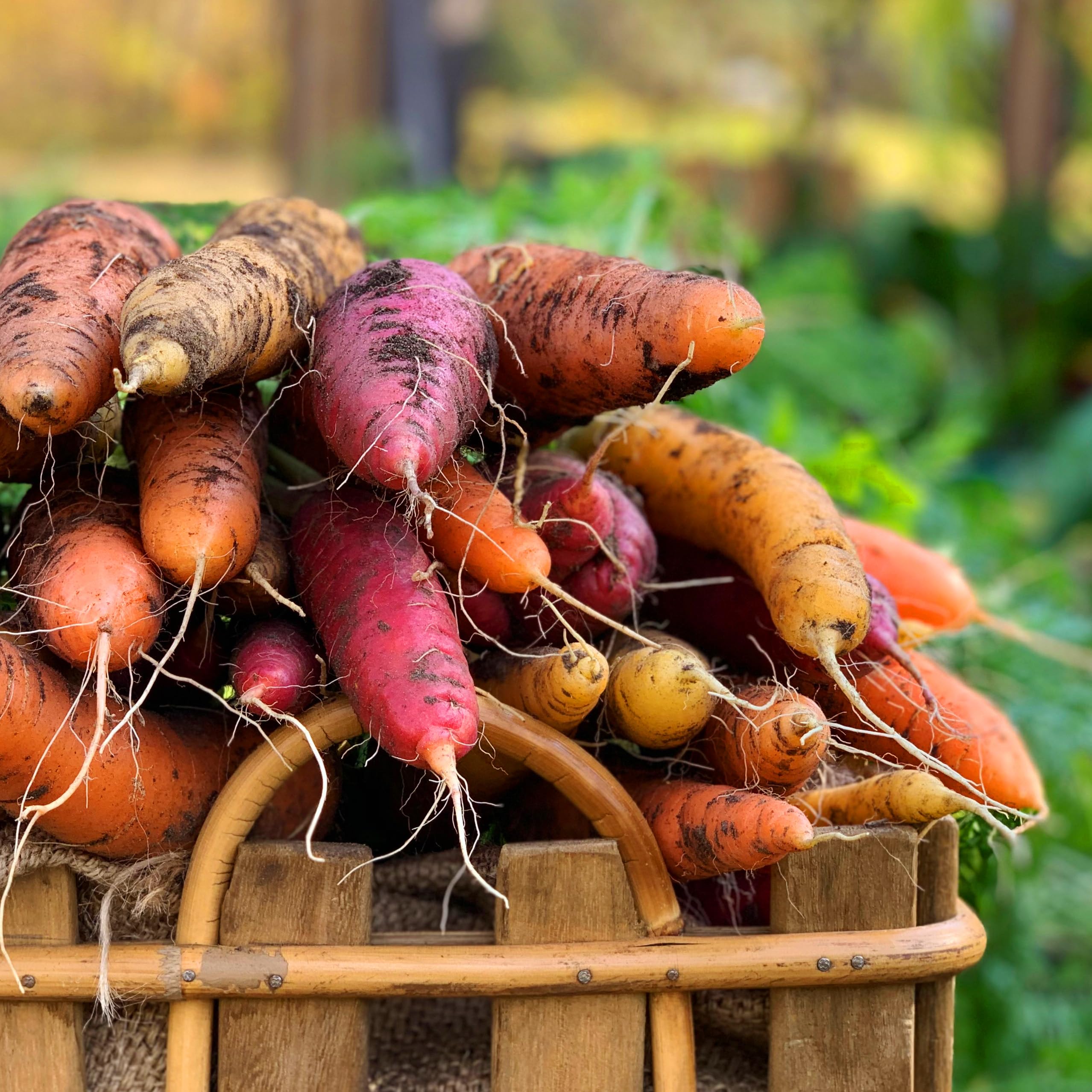 Purely Organic Rainbow Carrot Seeds packaging with USDA Organic seal.