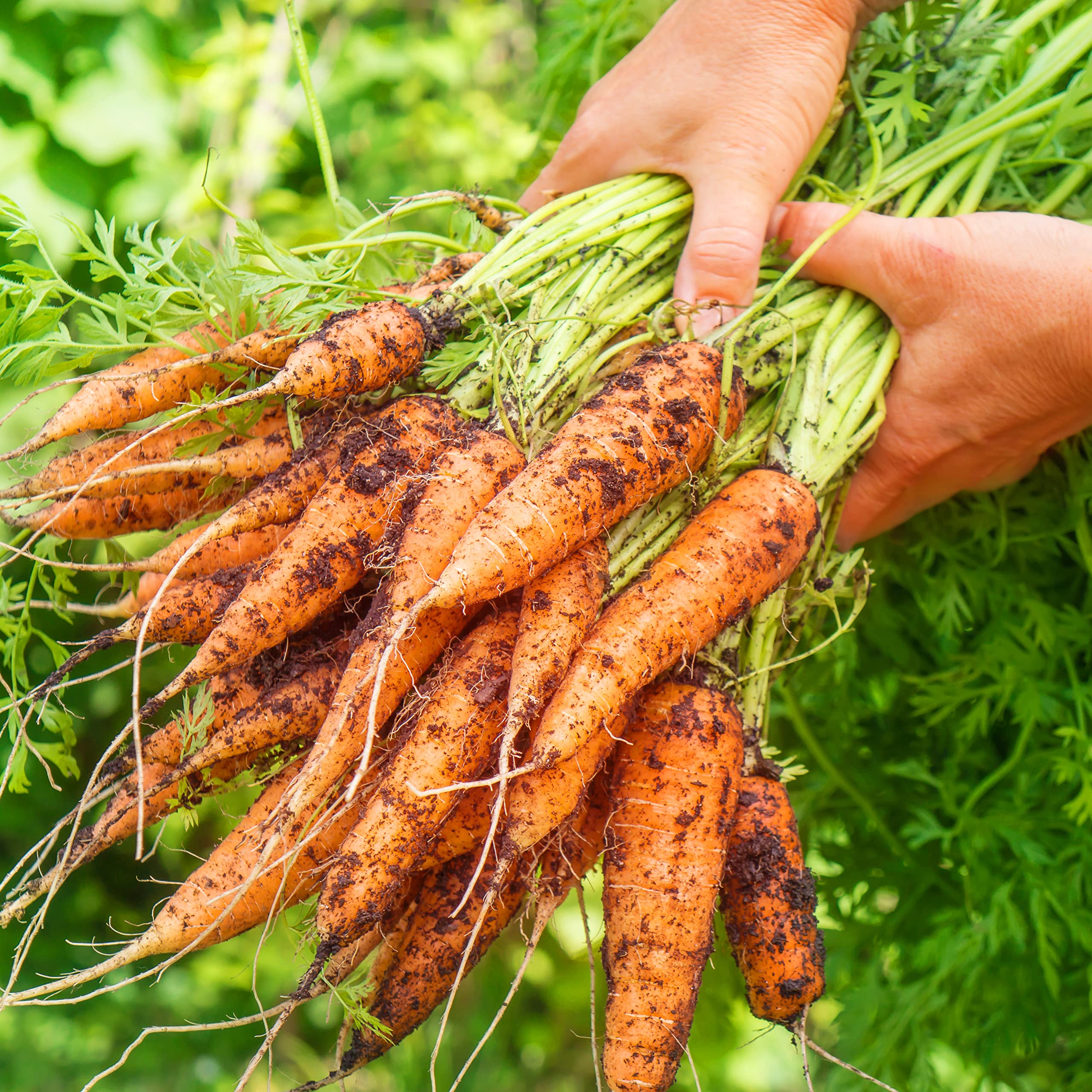 Purely Organic Scarlet Nantes closeup shows fine-grained, coreless roots ideal for juicing.