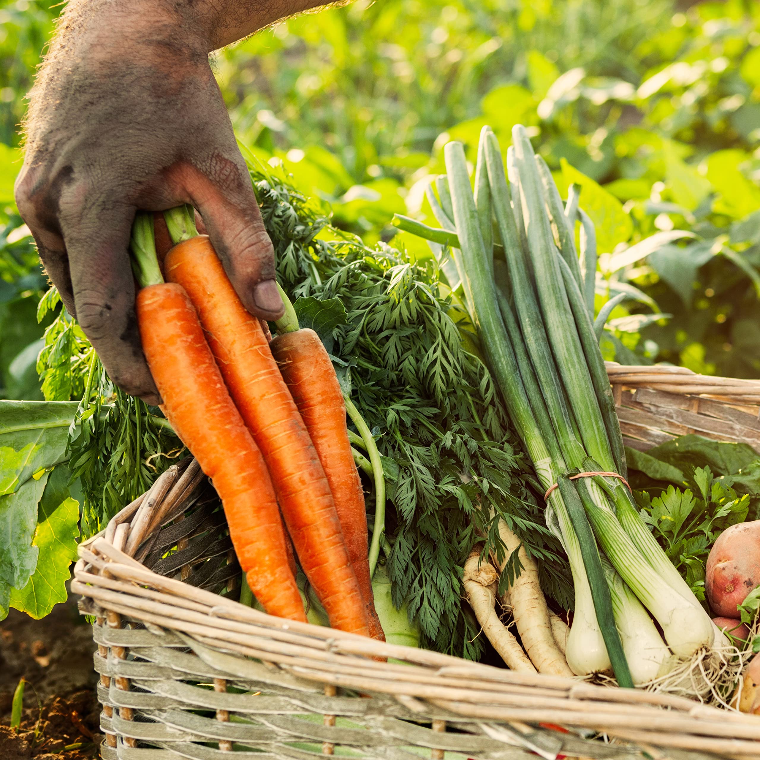 Purely Organic Scarlet Nantes harvest image indicates harvest around 70 days for crunch-friendly roots.