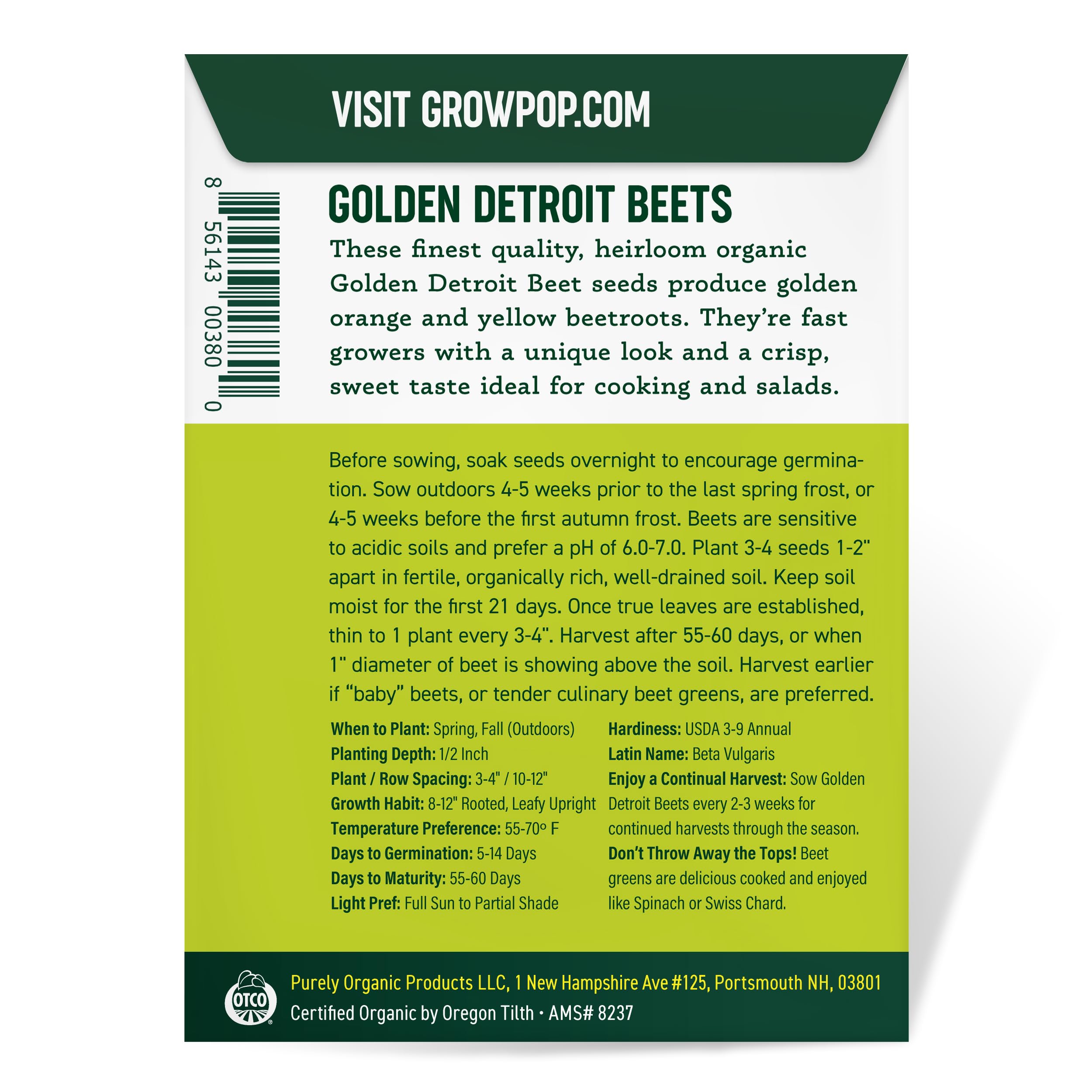 Harvest-ready golden beets grown from Purely Organic Golden Detroit Beet Seeds.