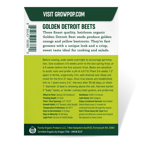 Harvest-ready golden beets grown from Purely Organic Golden Detroit Beet Seeds.