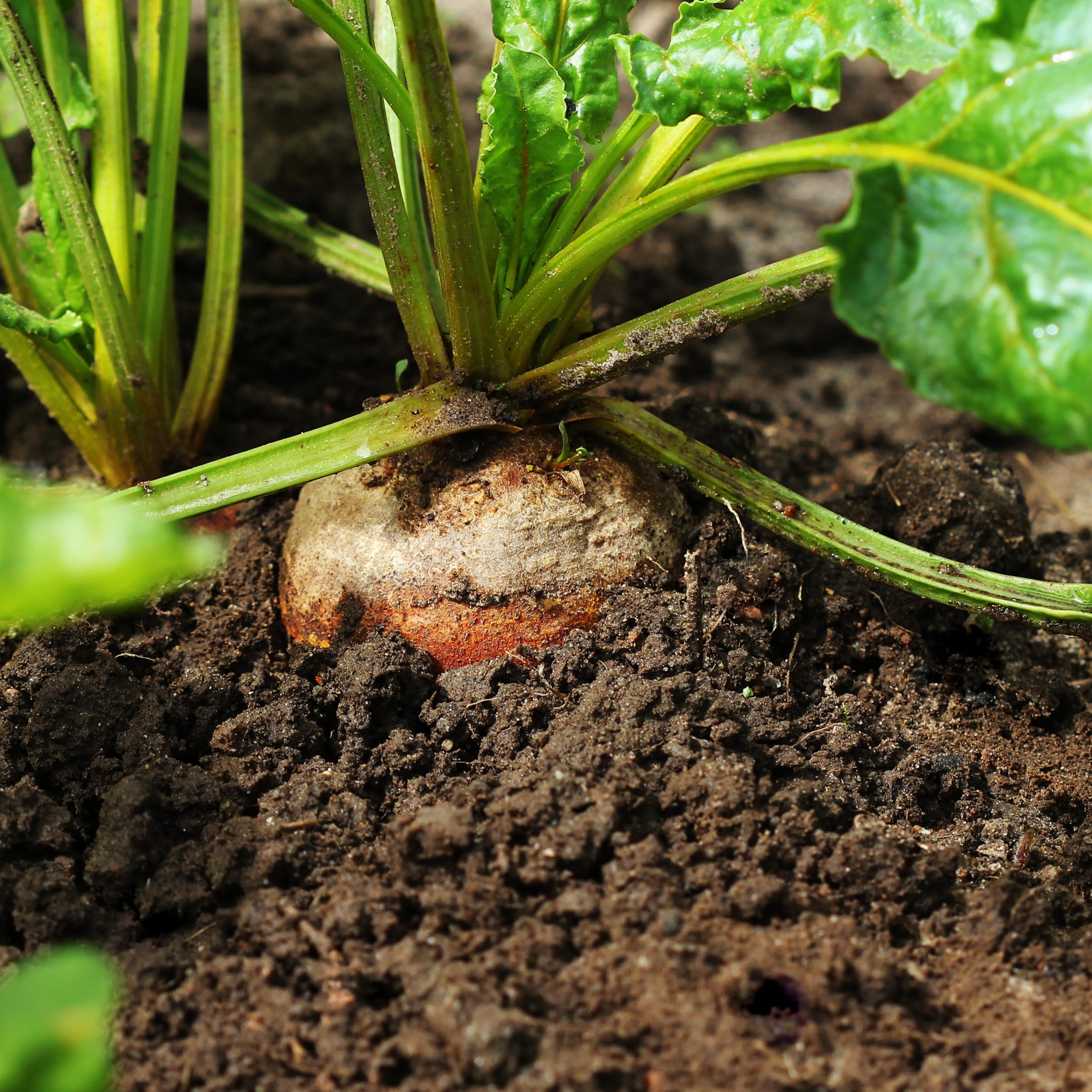 Premium packaging from Purely Organic Seeds, ideal for gifting or storage.