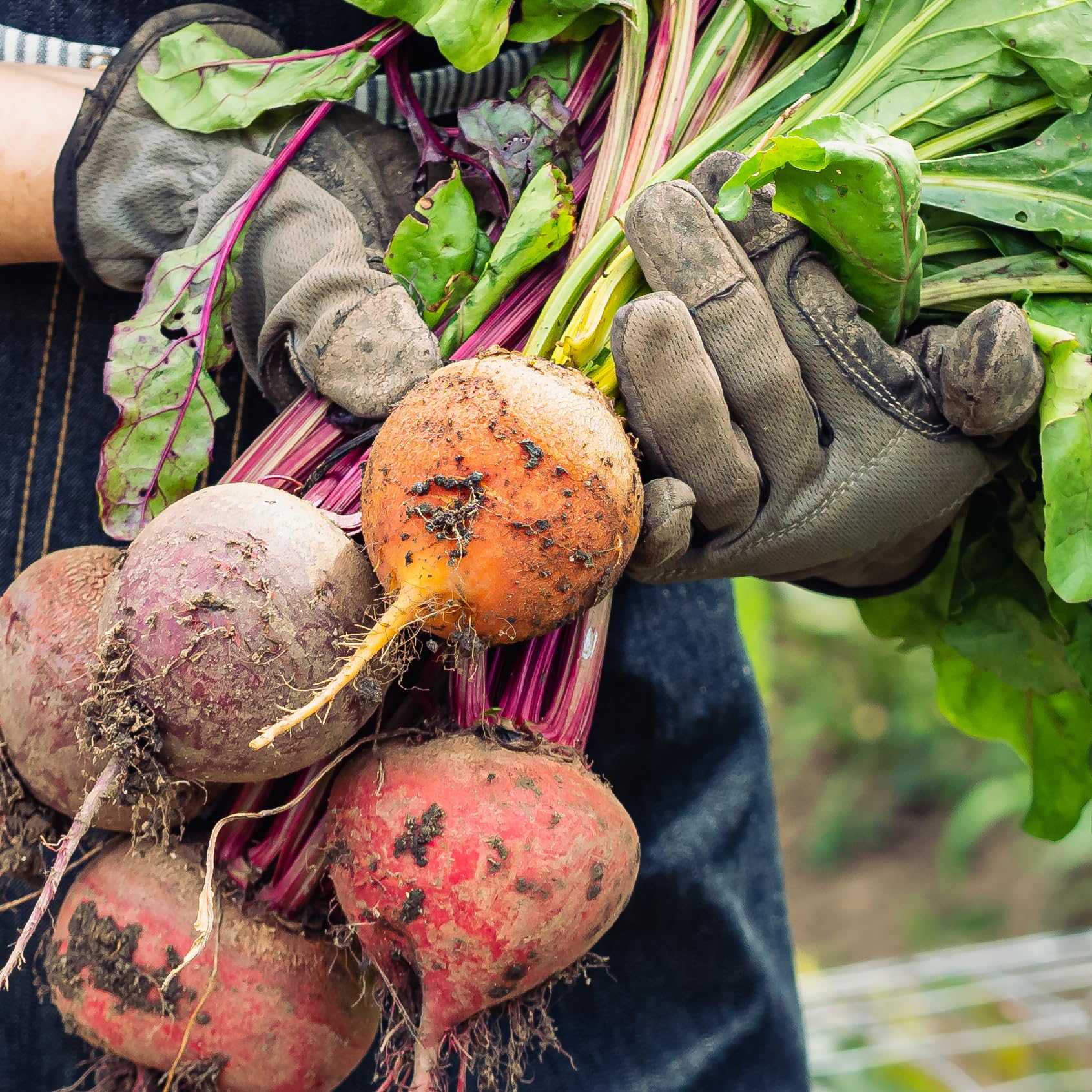 Purely Organic Golden Detroit Beet Seeds sown in fertile soil with proper spacing.