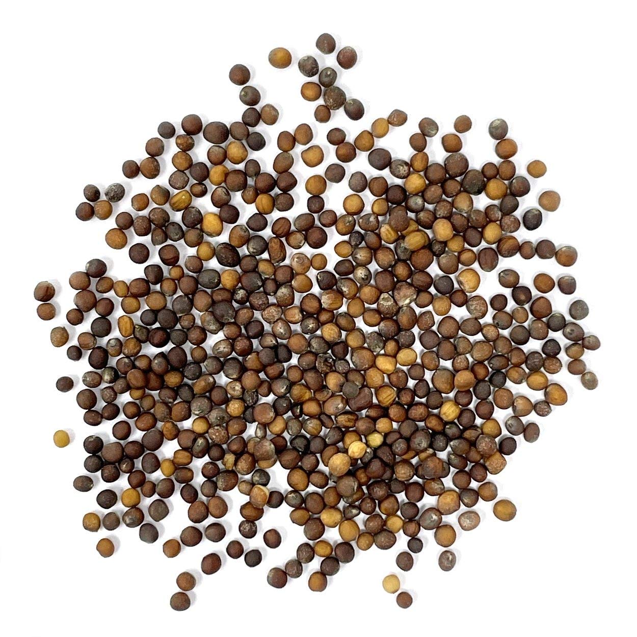 Purely Organic kale seeds germination with high viability in warm soil.