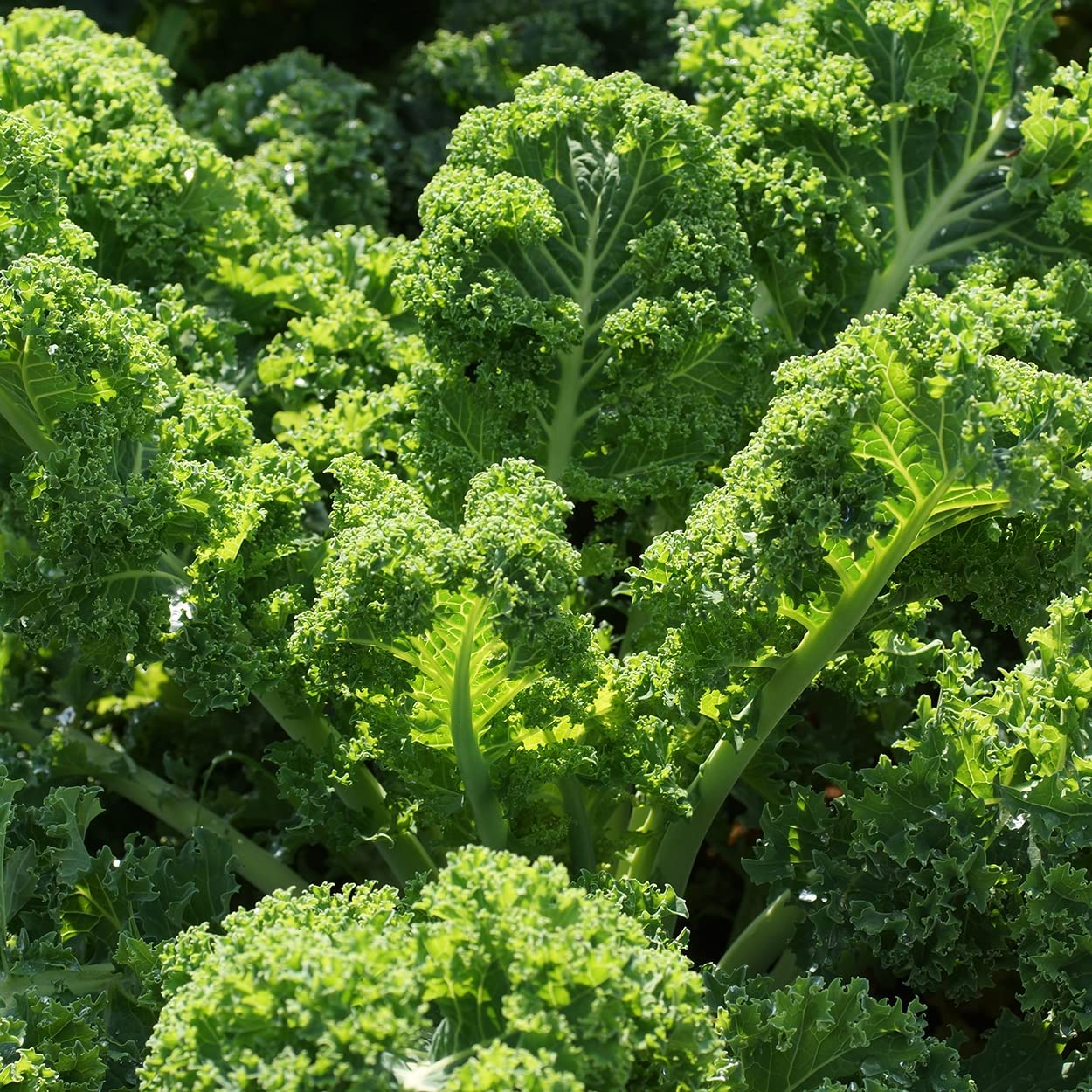 Purely Organic kale seeds seedling stage with blue-green leaves.