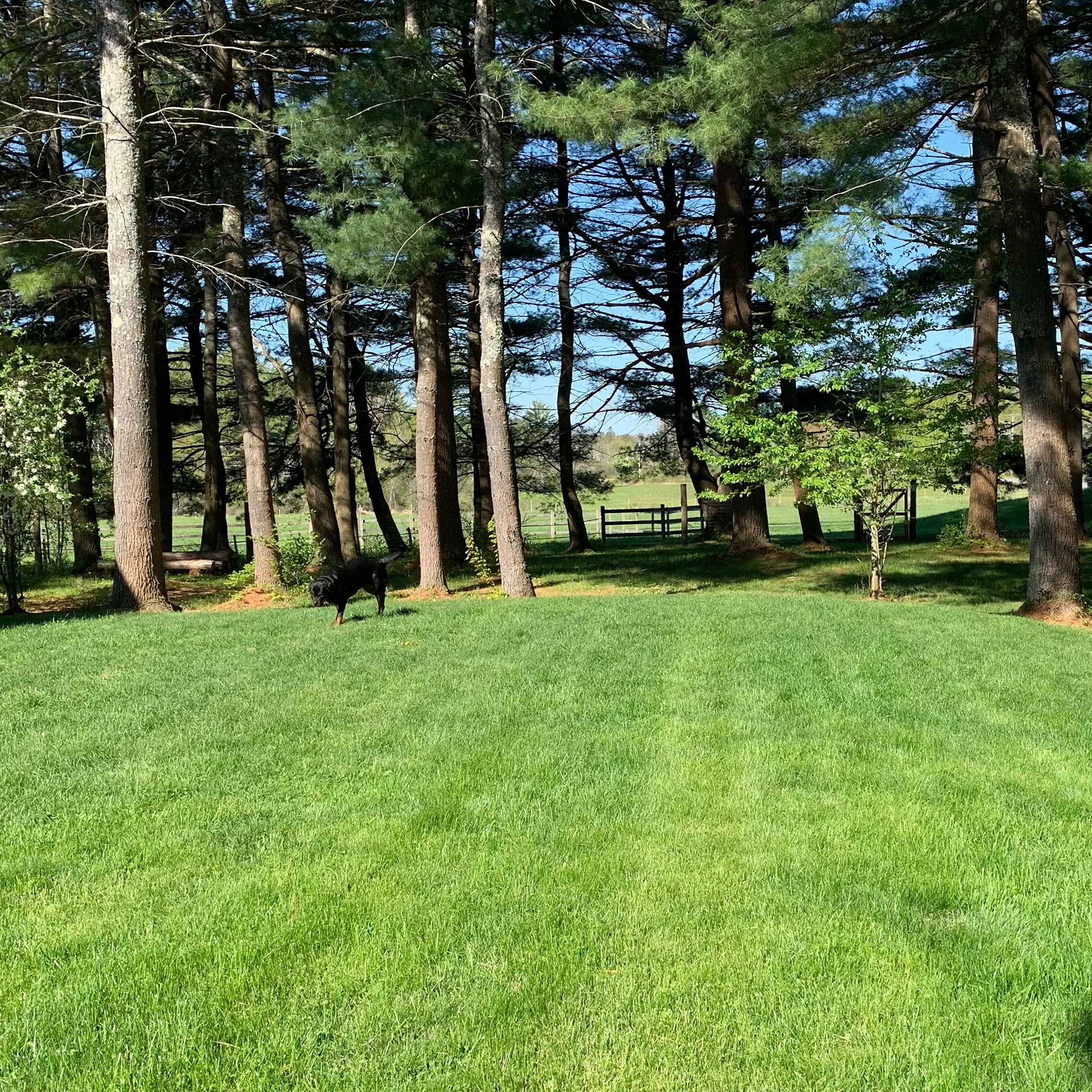 Purely Organic Lawn Food bag beside tools signals easy, family-friendly lawn care routine