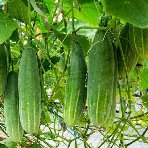 Purely Organic Marketmore 76 harvested cucumbers, smooth and 8-9 inches long for slicing.