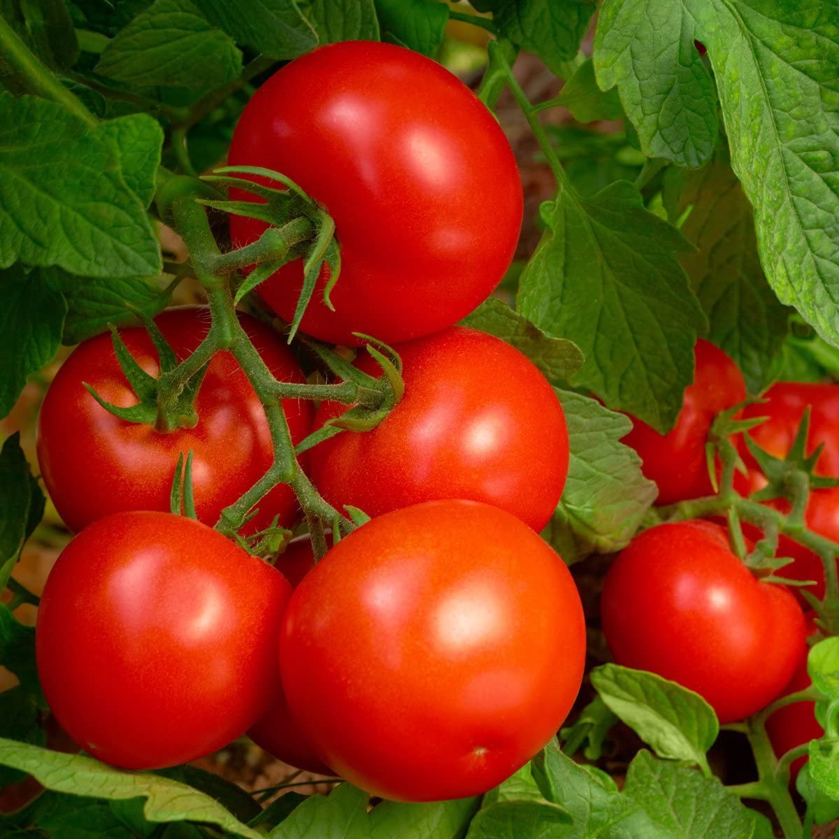 Purely Organic no odor formula, chicken manure free.