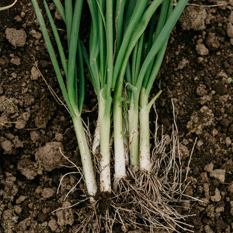 Purely Organic Onion Seeds Bunching Evergreen germination steps help you sprout faster.