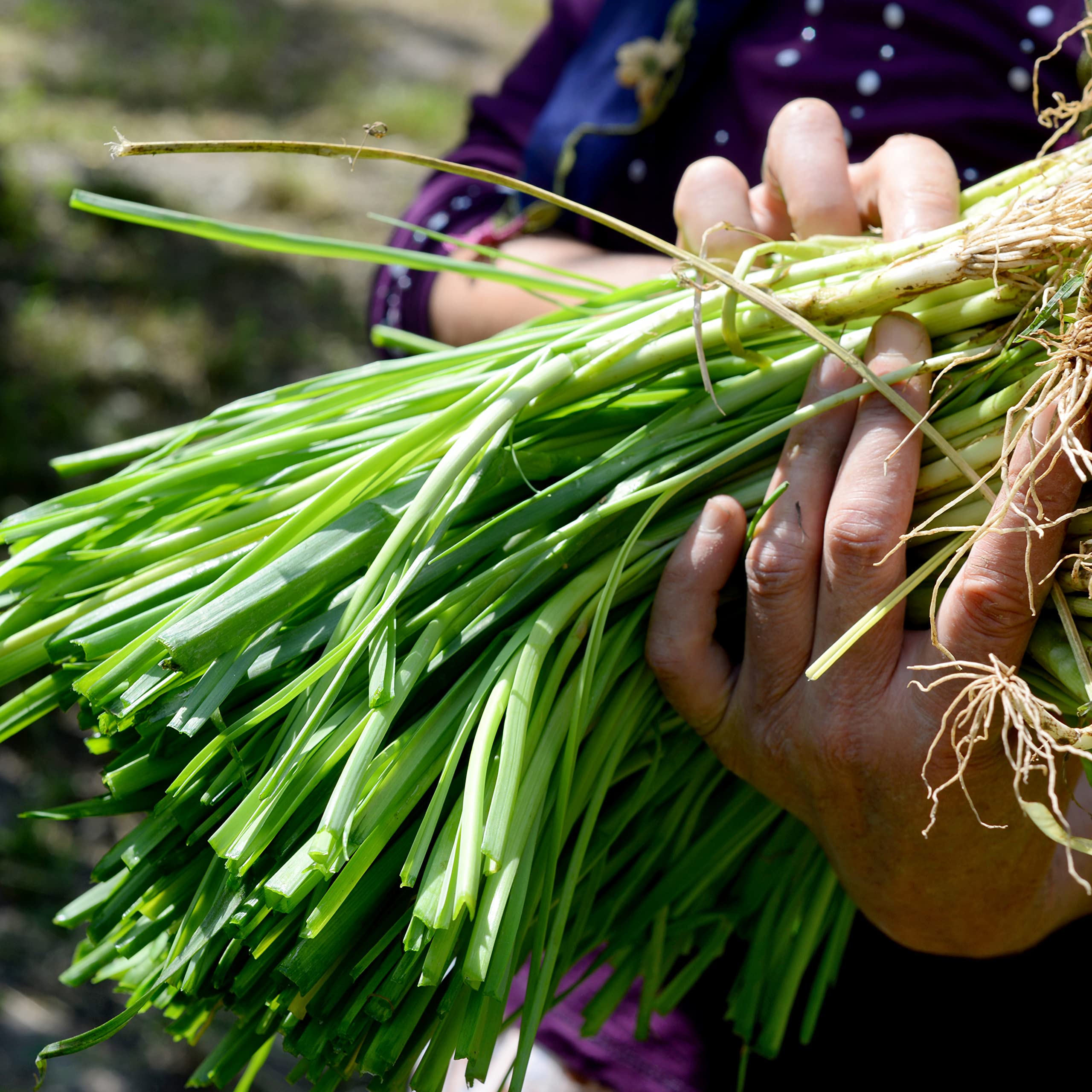 Purely Organic Onion Seeds Bunching Evergreen packaging design for gifting or storage.