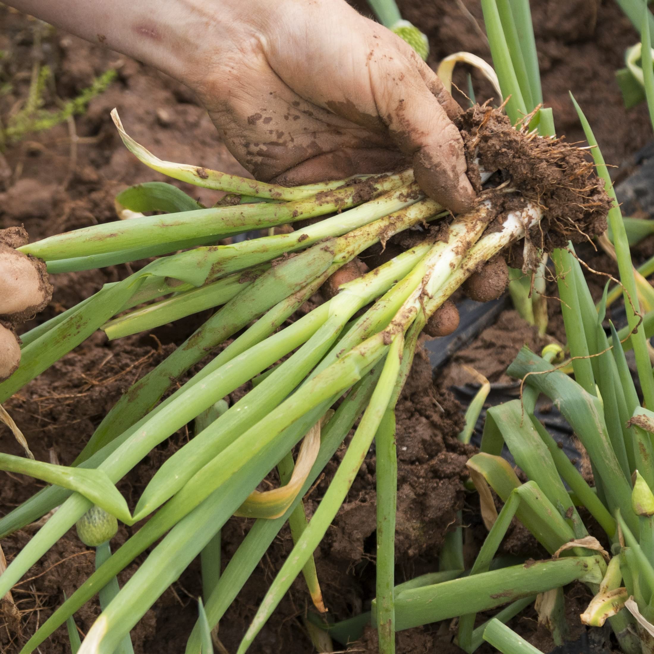 Purely Organic Onion Seeds Bunching Evergreen USDA Organic certification badge highlight.