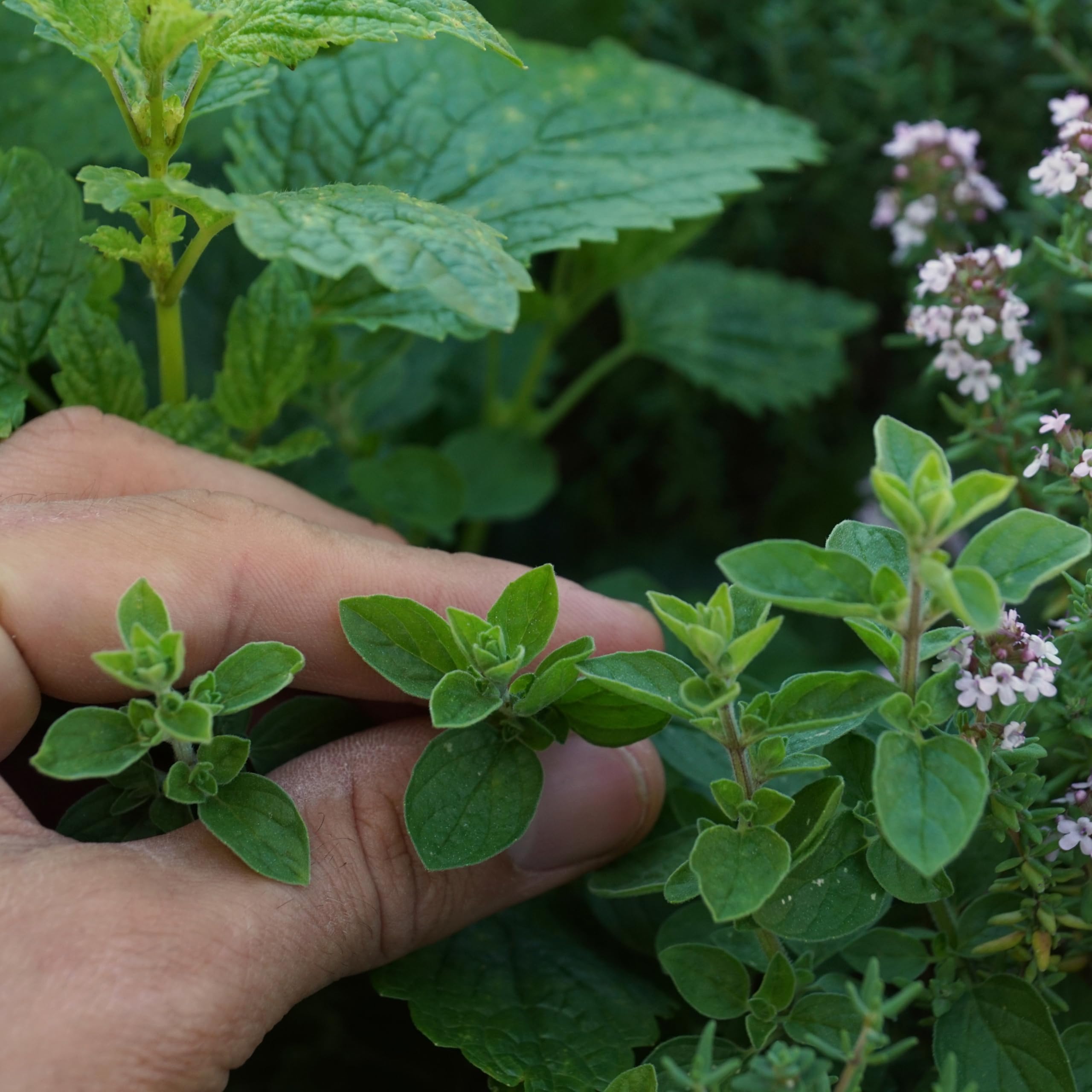 Close-up of small white oregano flowers on Purely Organic plants