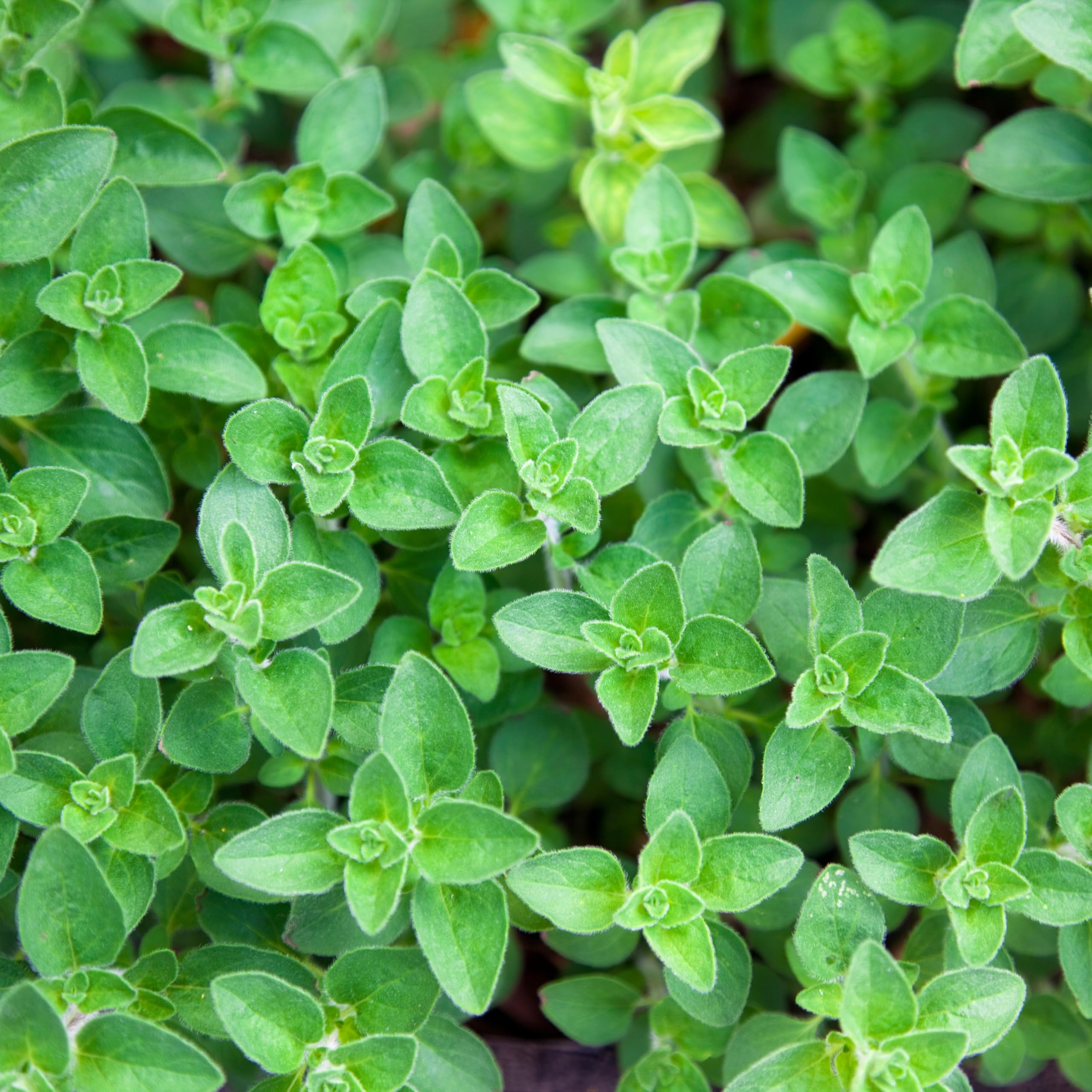 Purely Organic oregano plants with aromatic grey-green leaves ready to harvest