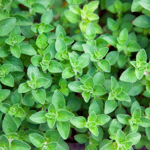 Purely Organic oregano plants with aromatic grey-green leaves ready to harvest