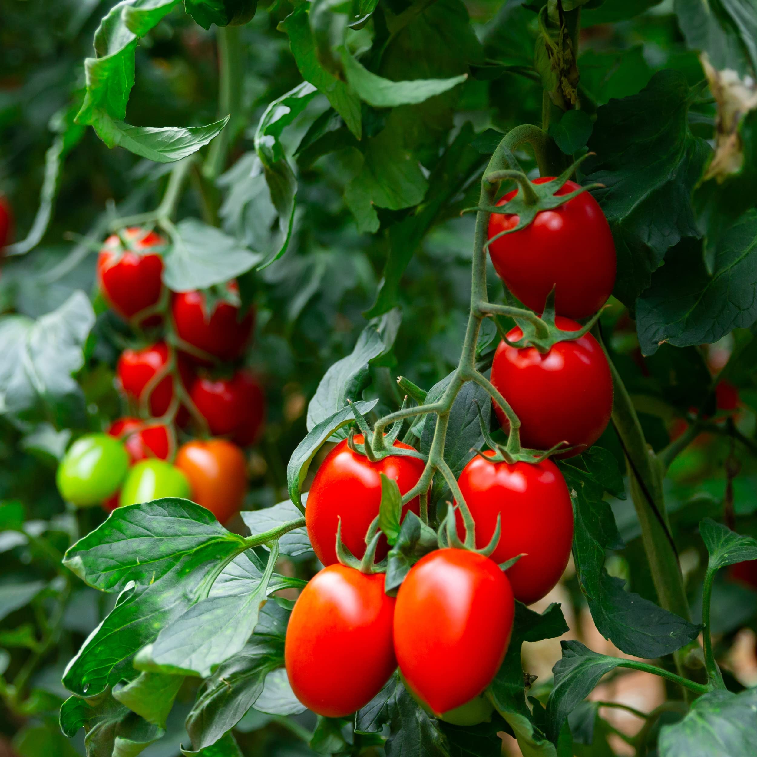 Purely Organic Roma tomato seeds young plant ready for transplant and growth
