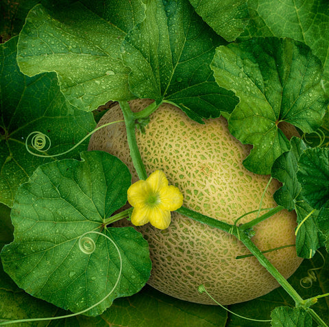Purely Organic Cantaloupe Seeds watering at base to keep foliage dry.