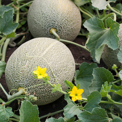 Purely Organic Cantaloupe Seeds germination close-up for warm soil conditions.