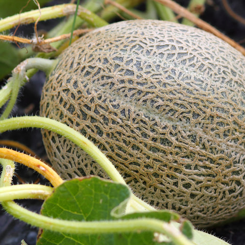 Purely Organic Cantaloupe Seeds harvest-ready melon with golden rind.