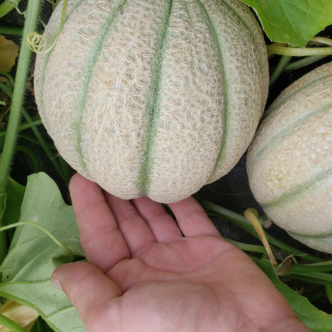 Purely Organic Cantaloupe Seeds ripening harvest aroma cue.