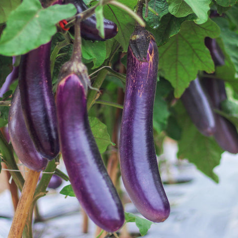 Purely Organic Seeds eggplant seedlings in garden bed ready to grow outdoors