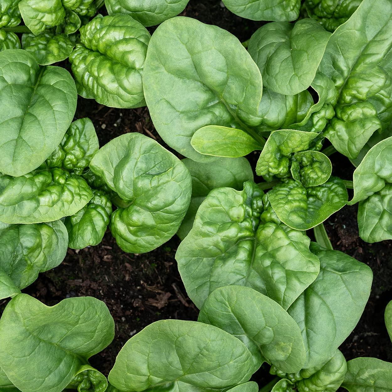 Purely Organic Spinach Seeds Bloomsdale germination in soil promoting dense early growth.