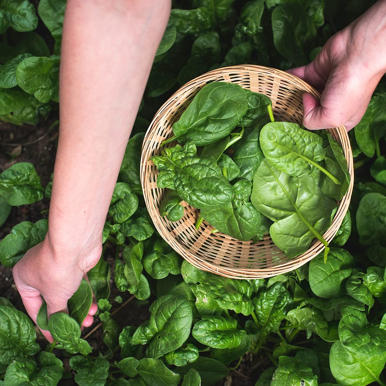 Purely Organic Spinach Seeds Bloomsdale harvest-ready leaves ideal for salads and sautés.