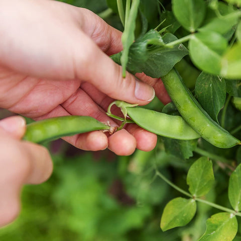 Purely Organic Sugar Daddy bushy vines highlight compact growth in small plots.