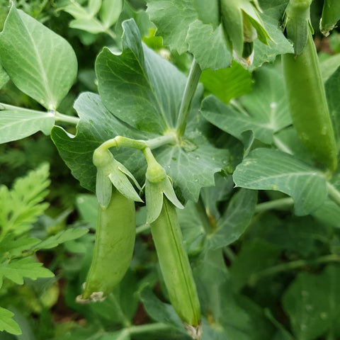Purely Organic Sugar Daddy pods closeup reveals fresh, juicy peas with sugar sweetness.