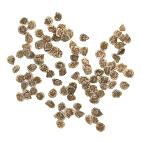 Purely Organic Cherokee Purple indoor seedling start shows vibrant, sturdy young plants.