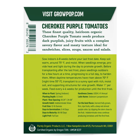 Purely Organic Cherokee Purple outdoor transplant demonstrates hardening in sunny bed.