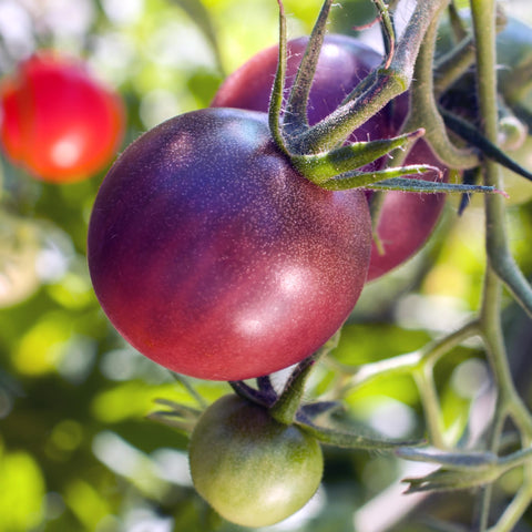Purely Organic Cherokee Purple ripe tomato ready for slicing and flavor.